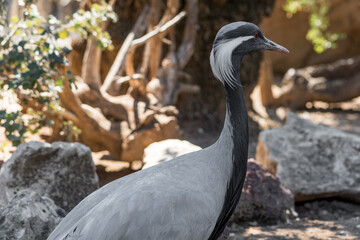Close-up of demoiselle crane (Grus virgo) in a typical breeding ecosystem. It is a species of crane found in central Eurasia.