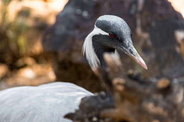 Close-up of demoiselle crane (Grus virgo) in a typical breeding ecosystem. It is a species of crane found in central Eurasia.