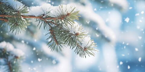 snow covered pine branch with blurred winter background