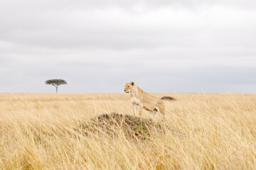 A subadult lioness in open savannah in Masai Mara Kenya