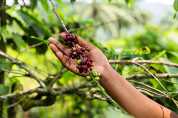 Close-up of a farmer's hand picking ripe coffee berries in Africa