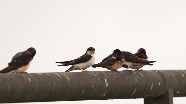 A House martin (Delichon urbicum) polishing its feathers while sitting with Barn Swallows on a metal rod
