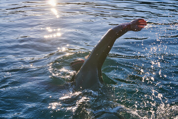 Triathlon athlete swimming on lake in sunrise wearing wetsuit - 688185722