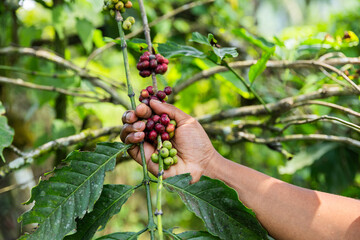 Ripe coffee berries collected by a female farmer, close up of the hand