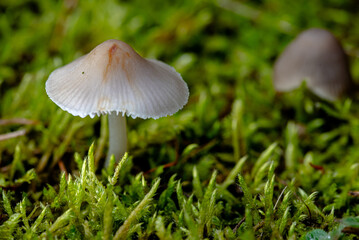 small forest mushrooms, moss and leaves in autumn