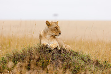 A subadult lioness in open savannah in Masai Mara Kenya