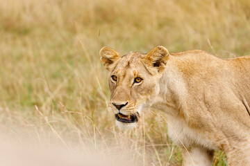 Fototapeta premium A subadult lioness in open savannah in Masai Mara Kenya