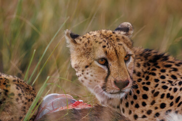 A photo of a Cheetah with a kill, Cheetah is eating the wildebeest, bladder of the kill is seen in the photo with blood.