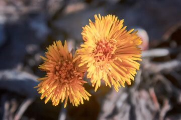 A macro photo of a coltsfoot flower Tussilago farfara . Yellow flowers of tussilago farfara. - obrazy, fototapety, plakaty