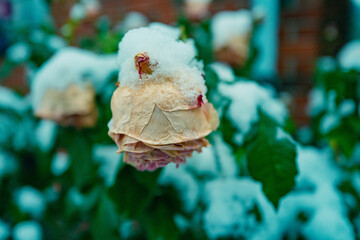 Winter Blumen mit Schnee
