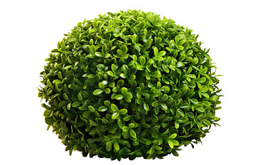 Fototapeta premium Bush with green leaves cut out