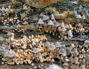 Coprinellus disseminatus, formerly known as Coprinus disseminatus, mushrooms