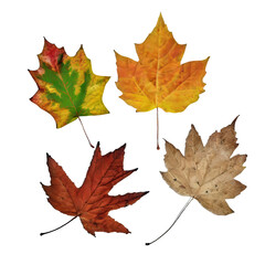 Fototapeta premium autumn leaves on transparent background cutoffs 