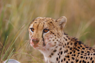 A photo of a Cheetah with a kill, Cheetah is eating the wildebeest, bladder of the kill is seen in the photo with blood.