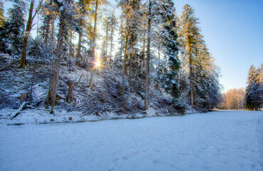 forest in winter