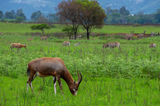 Beautiful wild blesbuck in her natural habitat in South Africa