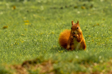 Eichhörnchen