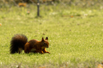 Eichhörnchen