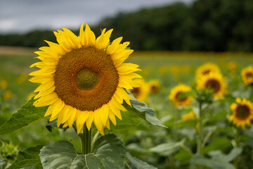 Fototapeta premium Sonnenblume