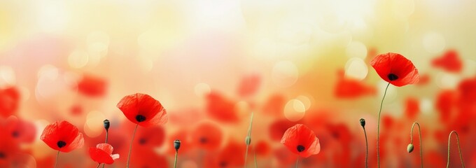 Red poppy flowers banner, Abstract banner background of a field of poppies, field of red poppies