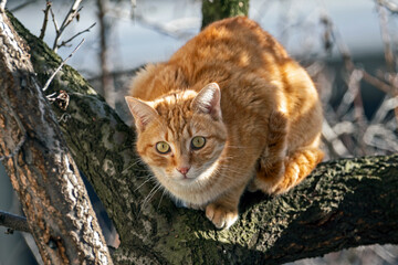 Pets cats in different situations in the trees and in the house