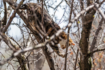 Pets cats in different situations in the trees and in the house