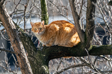 Pets cats in different situations in the trees and in the house