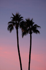 Silhouetted palms standing together at sunset under the pink and purple sky