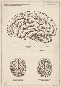 Medical vintage poster with brain vector