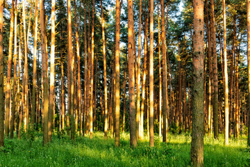 Pine forest on a sunny day