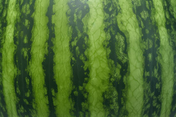 A close up picture of the texture and pattern of a watermelon skin with vertical striped lines.
,...