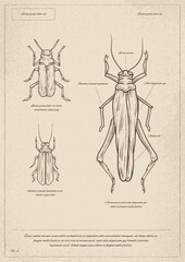 Vintage insect poster vector
