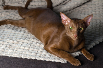 There is a brown oriental cat. A brown oriental cat lies gracefully on the sofa.