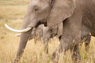 A photo of a subadult elephant with tusk in open savannah in Masai Mara Kenya, this is a creative focus photo where the baby elephant  is in focus
