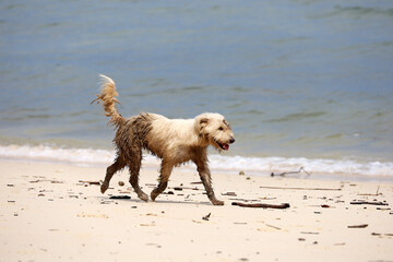 White dirty dog running on a sandy sea beach