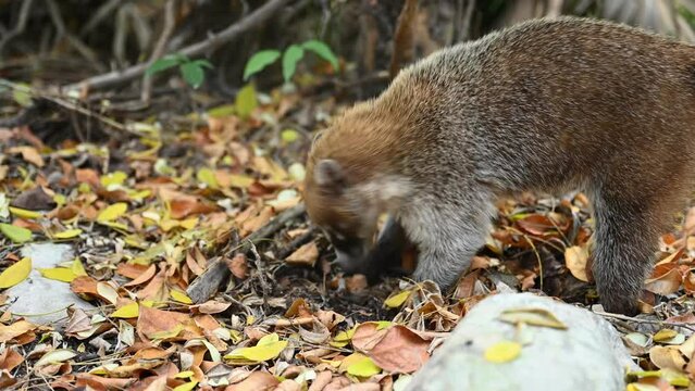 South American coati animal searching food in dry leaves. 4k 2x slow motion footage