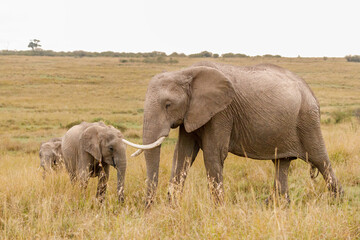A photo of a baby elephant and mother elephant with tusk in open savannah in Masai Mara Kenya looking straight into the camera.