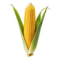 Fresh Corn Isolated on Transparent Background