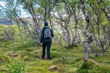 Woman in modern high-tech breathable and waterproof clothing hiking in horizontal terrain in Norwegian mountains, wild mountain birches. Healthy lifestyle. Rear view