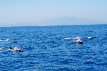 Obraz premium dolphin jumping out of water