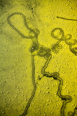 Hacienda en la Planta, Pozos, Guanajuato, Mexico