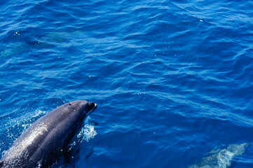 dolphin in the sea