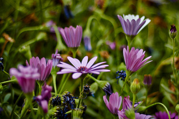 La margarita, es una planta herb&aacute;cea de la familia de las aster&aacute;ceas muy utilizada a efectos decorativos mezclada con el c&eacute;sped, por sus colores y su resistencia a la siega