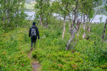 Fototapeta premium Mature woman hiking down over forest free landscape at higher altitude in Norwegian mountains. Healthy lifestyle. Norway, Krutvatnet. Rear view