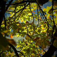 Autumn leaves in the sunlight. A beautiful image of a tree detail of leaves starting to change colors to yellow.