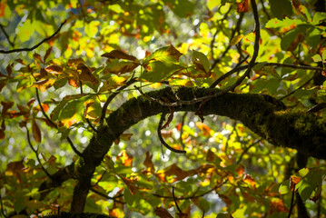 Autumn leaves in the sunlight. A beautiful image of a tree detail of leaves starting to change colors to yellow.