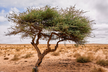 tree in the desert - Powered by Adobe