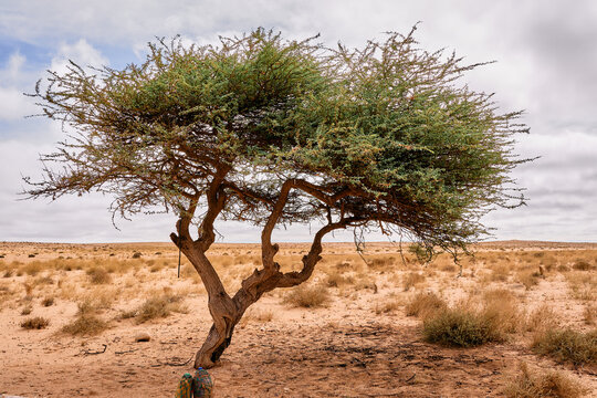 tree in the desert