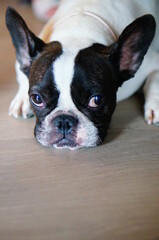 Fototapeta premium french bulldog puppy