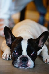 french bulldog puppy